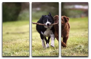 2 border collie dogs fetching a stick in open field 3 Split Panel Canvas Print