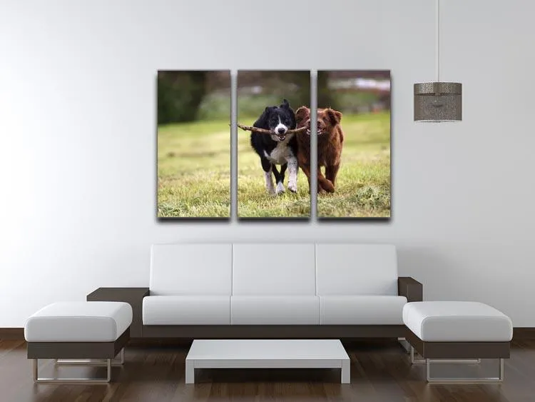 2 border collie dogs fetching a stick in open field 3 Split Panel Canvas Print