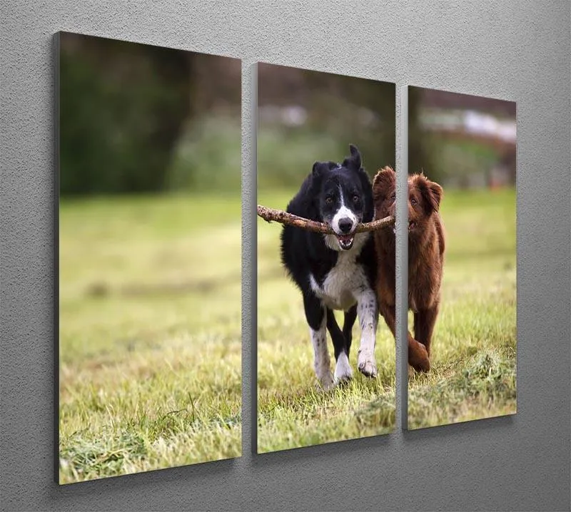 2 border collie dogs fetching a stick in open field 3 Split Panel Canvas Print