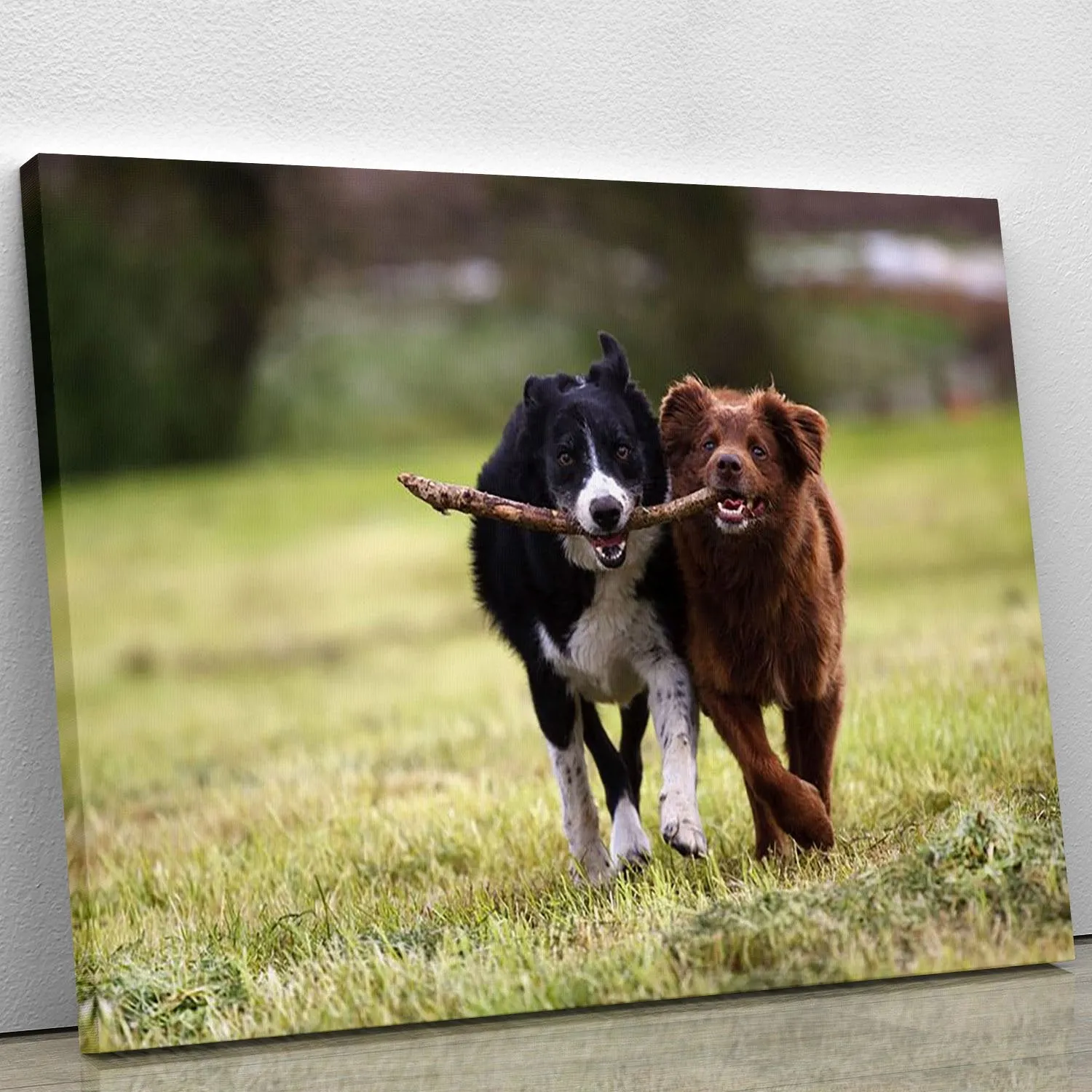 2 border collie dogs fetching a stick in open field Canvas Print or Poster