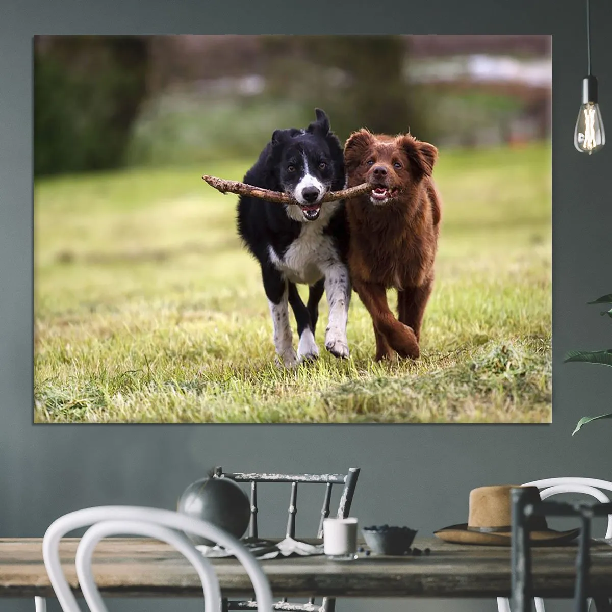 2 border collie dogs fetching a stick in open field Canvas Print or Poster