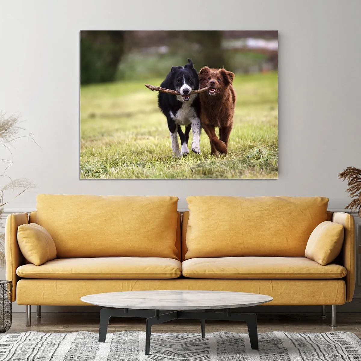 2 border collie dogs fetching a stick in open field Canvas Print or Poster