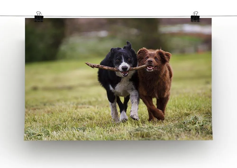 2 border collie dogs fetching a stick in open field Canvas Print or Poster