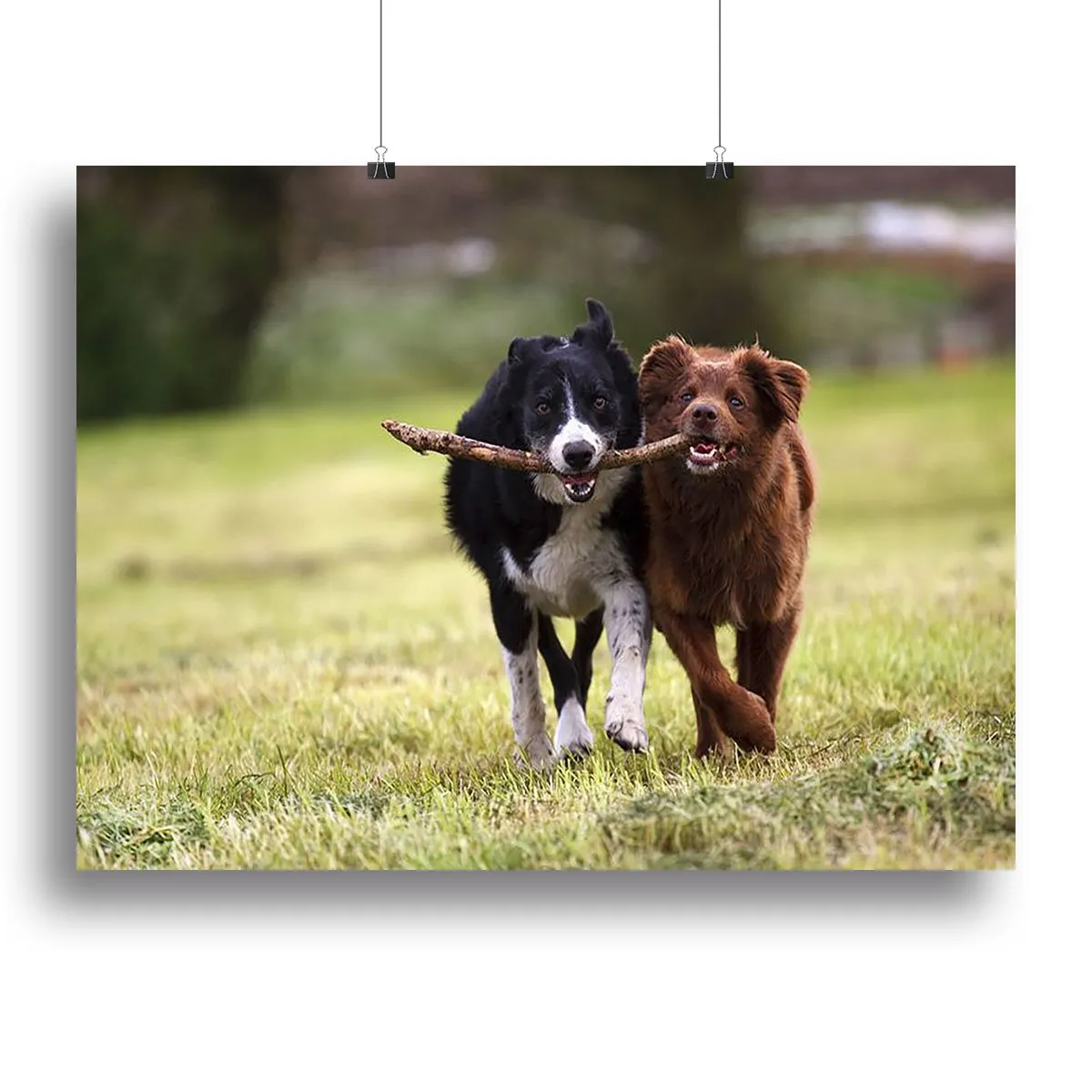 2 border collie dogs fetching a stick in open field Canvas Print or Poster