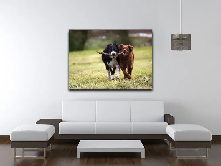 2 border collie dogs fetching a stick in open field Canvas Print or Poster