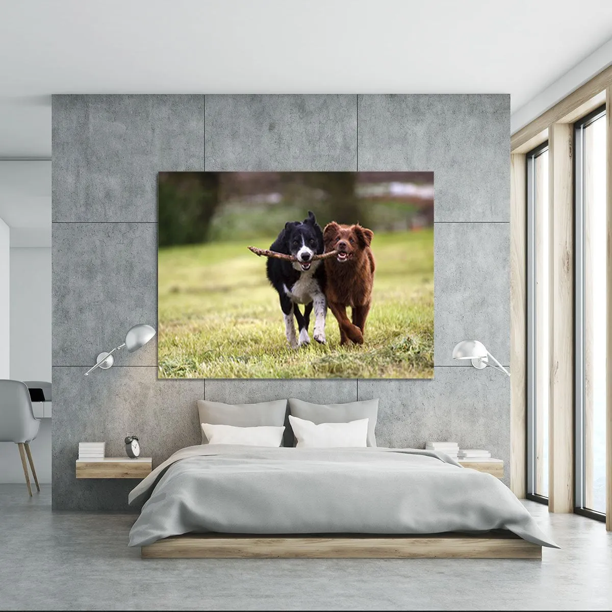 2 border collie dogs fetching a stick in open field Canvas Print or Poster