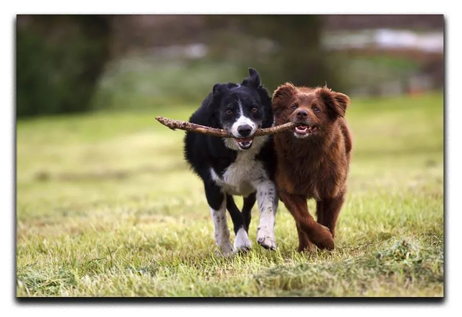 2 border collie dogs fetching a stick in open field Canvas Print or Poster