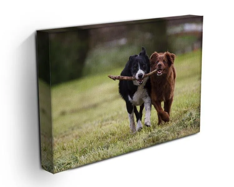 2 border collie dogs fetching a stick in open field Canvas Print or Poster