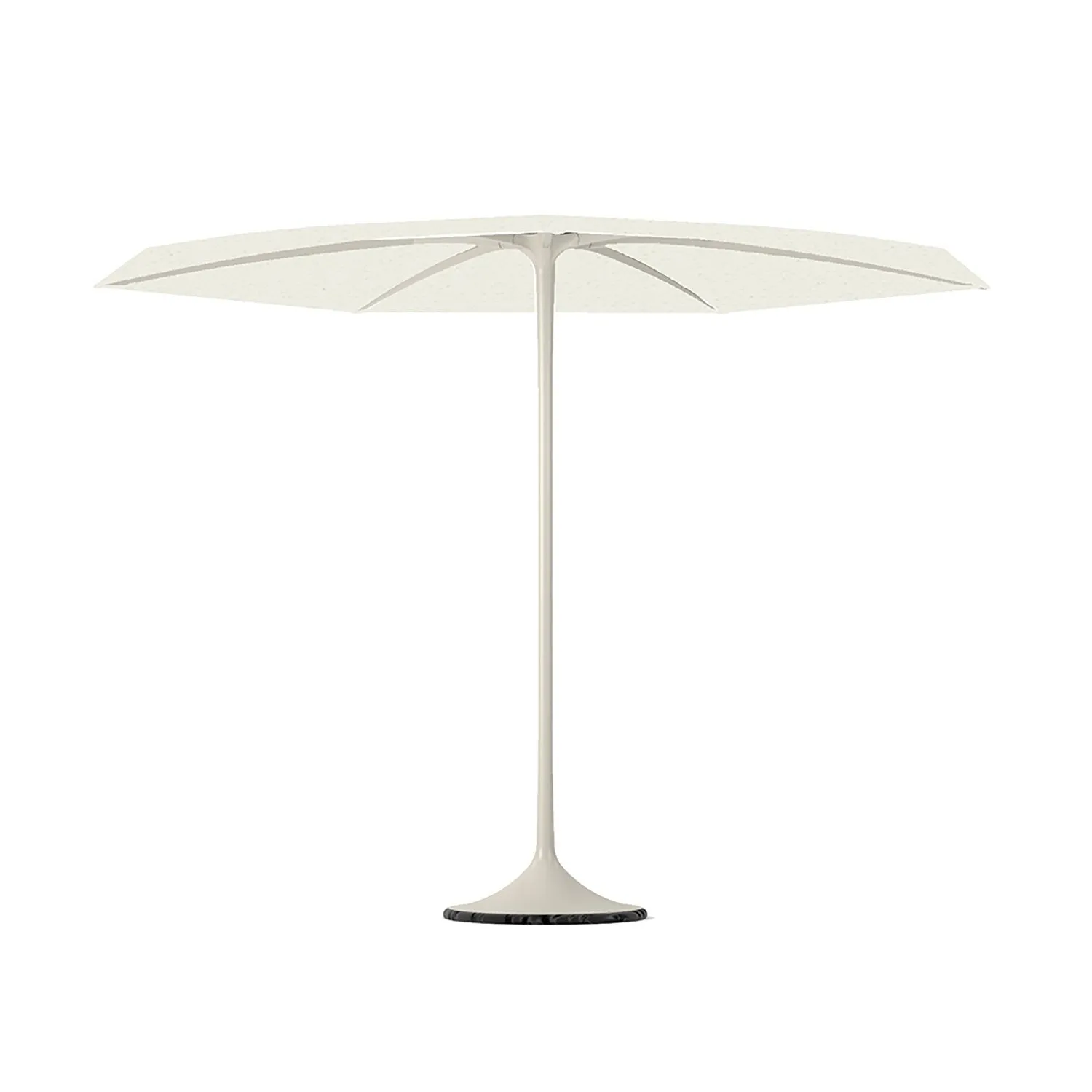 Palma Parasol