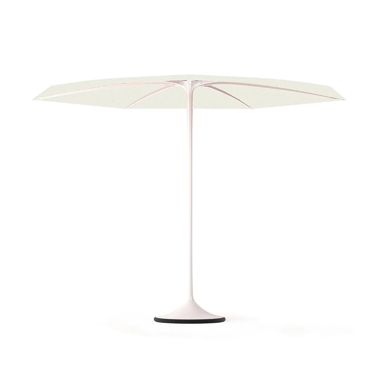 Palma Parasol