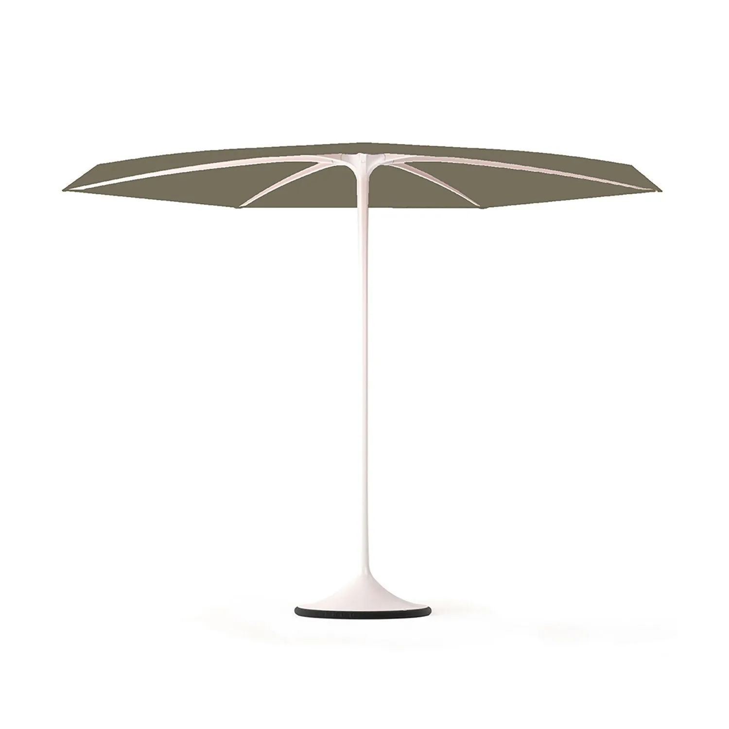 Palma Parasol