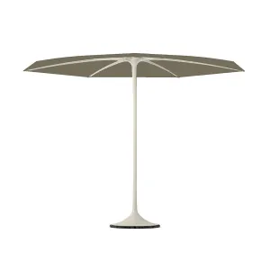 Palma Parasol